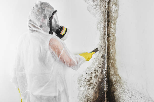 Office Mold Removal Services in South Lakes, AK